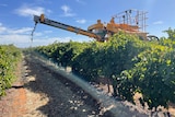 Photo of harvester dumping grapes onto ground.