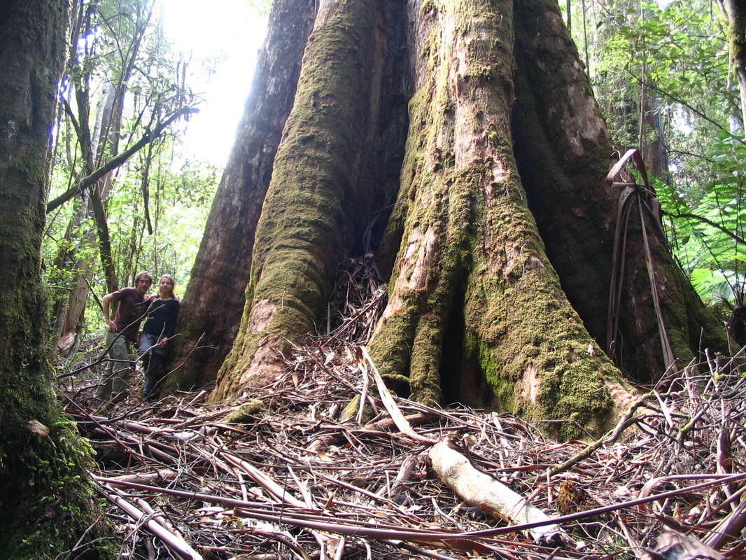Tasmania's top 200 giant trees registered, mapped and open for business