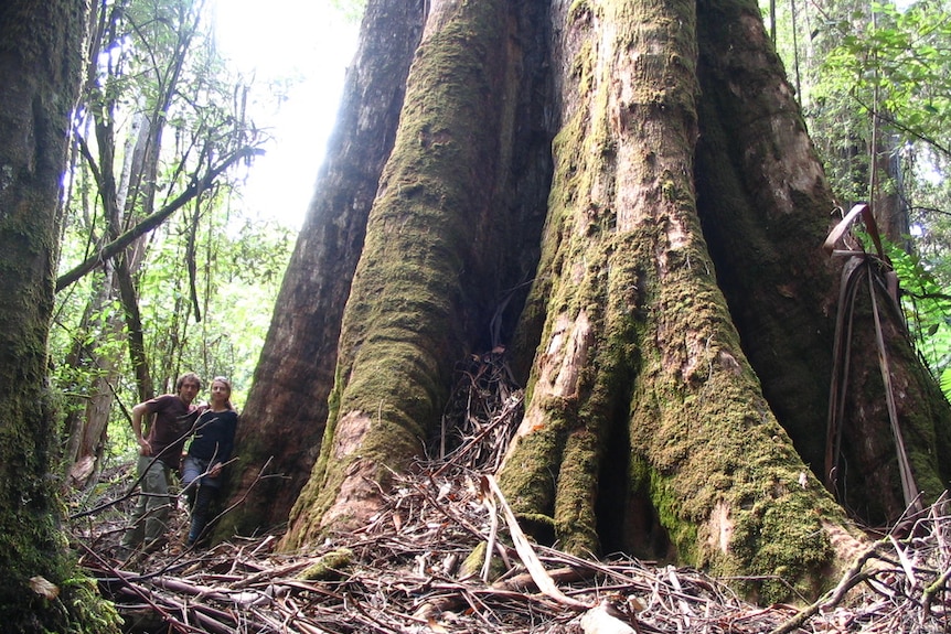 A couple standing by the base of a giant fluted, moss-covered tree trunk.