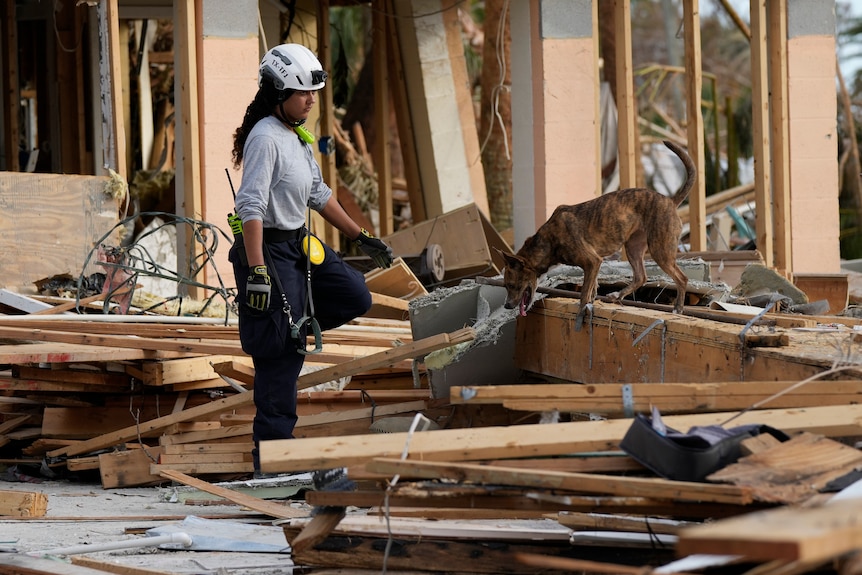 Una persona observa a un perro olfateando el sitio de una casa destruida. 