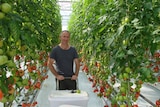 Tomato grower Greg Lissaman standing in greenhouse