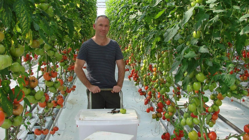 Tomato grower Greg Lissaman standing in greenhouse