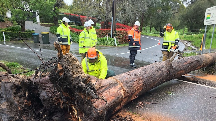 Tree down at Stirling