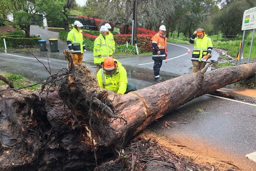 Tree down at Stirling