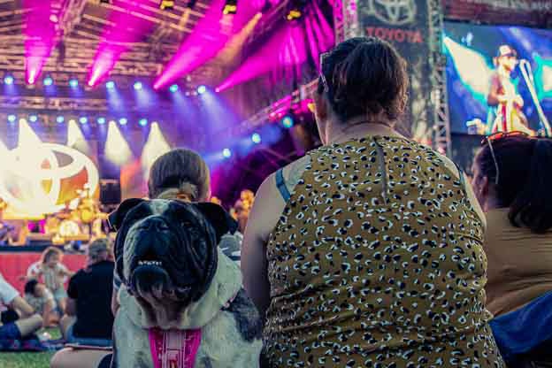 A dog sits at the main stage in Bicentennial park at the Tamworth Country Music Festival Fringe.