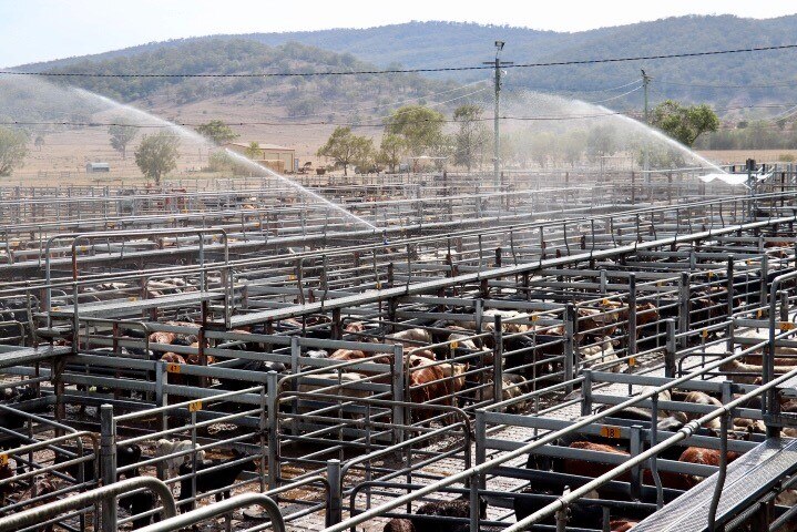 Cattle in saleyards being sprayed by water, with hills in the background.