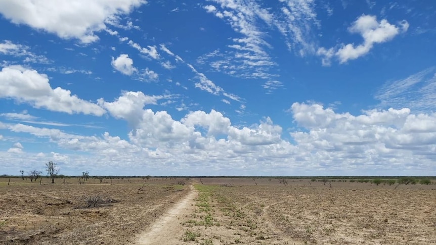 Outback graziers left scratching their heads as rain fails to boost grass growth - ABC News