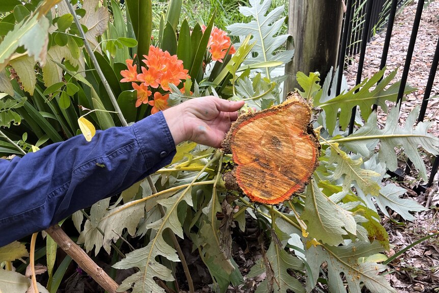 The image shows a hand holding a plant that has been cut down. The image shows a cross-section of the plant's trunk. 