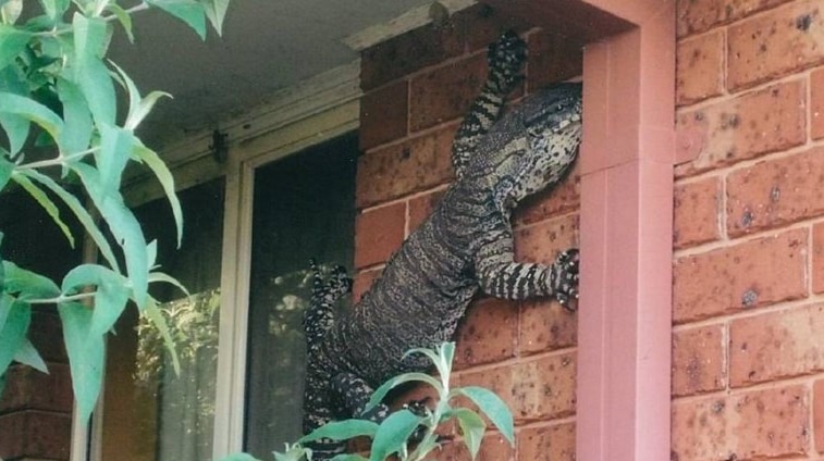 Eric Holland found this goanna hanging from the side of his house.