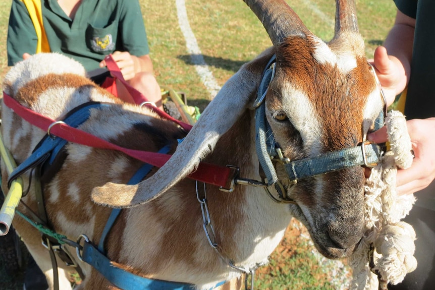 Spotty the goat making its racing debut in Barcaldine in central-west Queensland in April 2015.