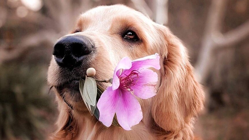 Dog holding a flower in its mouth