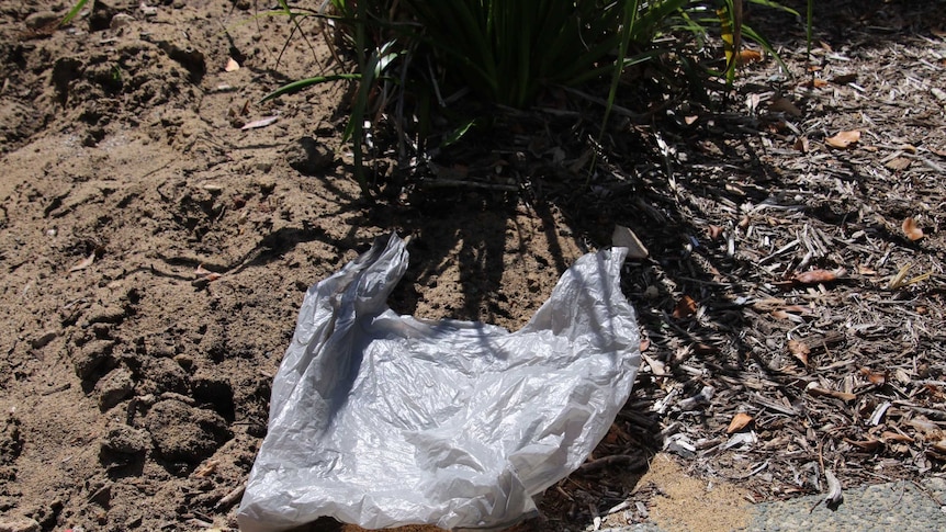 A grey plastic bag lis on the ground on some dirt in front of a bush.