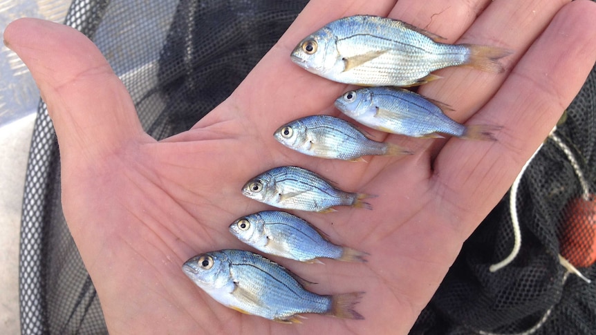 A number of very small silver fish lying on a human hand