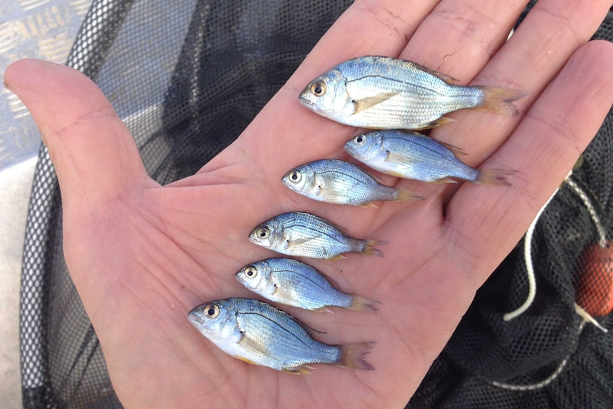 A number of very small silver fish lying on a human hand