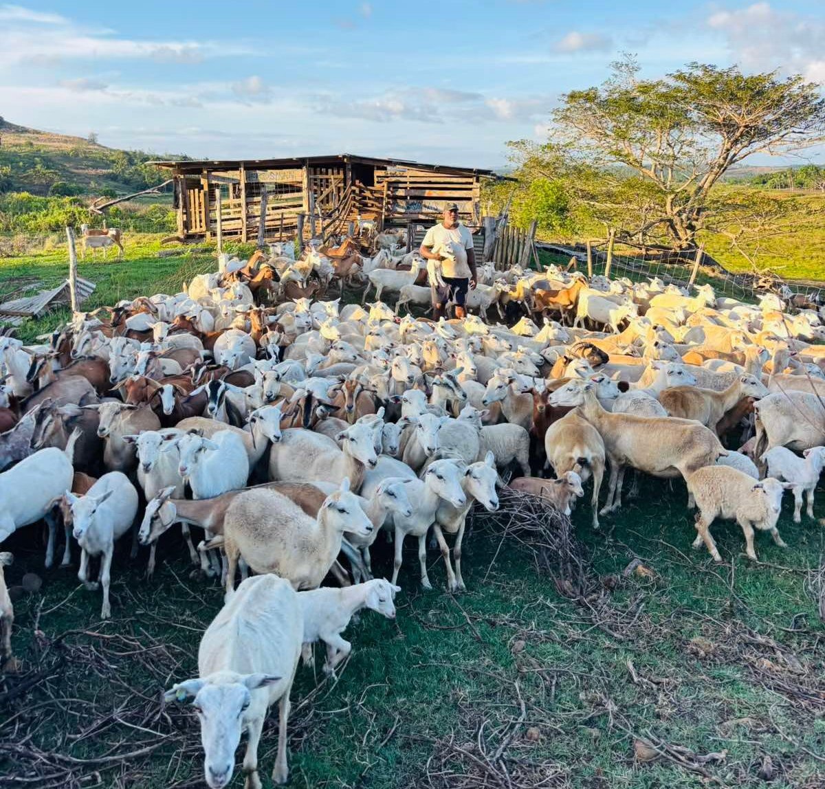Sheep in paddock with Fiji farmer in background holding a sheep in front of a wooden structure