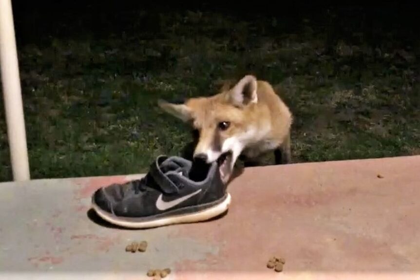 Fantastic Mr Fox raiding WA properties for his sweaty shoe collection