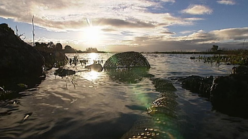 Woven eel trap lays in water