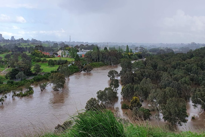 A swollen river with trees in water, with buildings in the background.