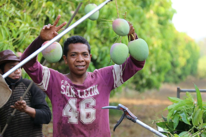 A young Timorese worker holding up a bunch of mangoes while picking in an orchard.