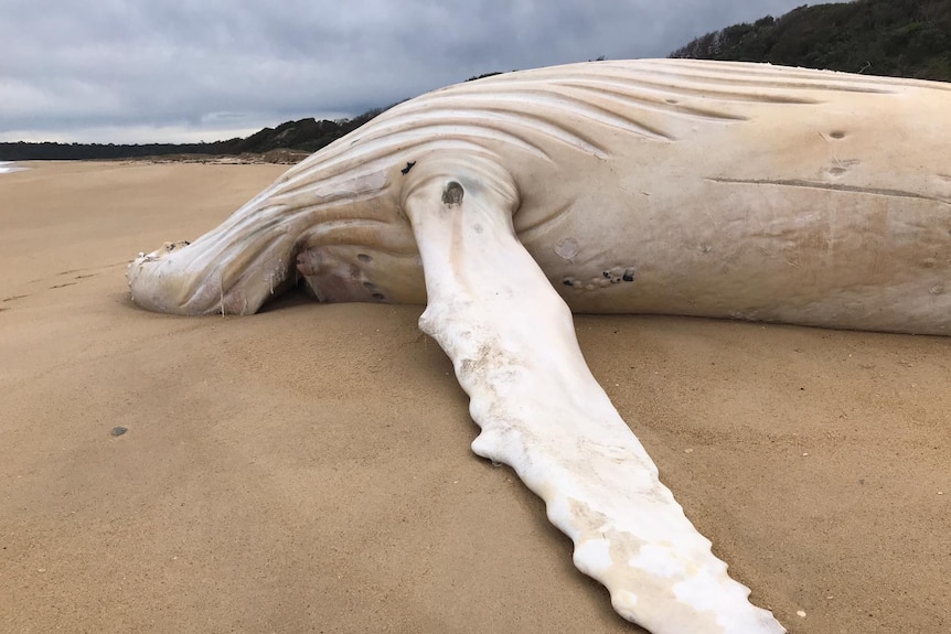 A close-up photo of a white whale on the sand.