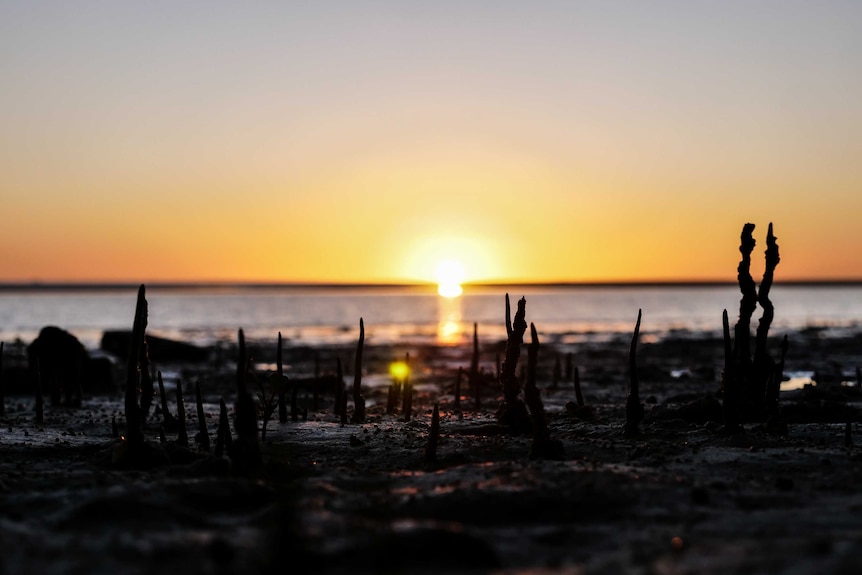 Sun sets over water, mud flats and mangroves.