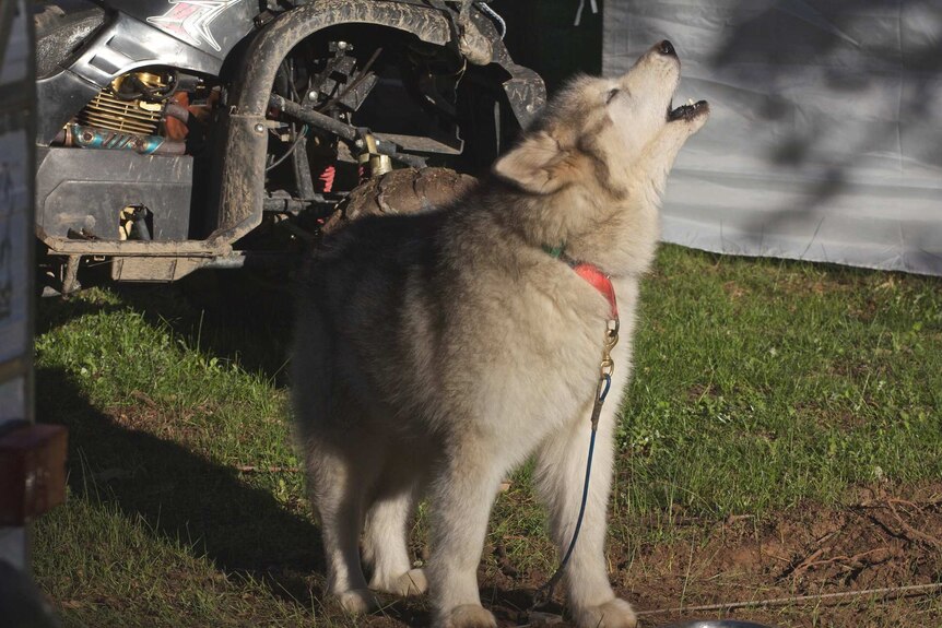 Howling hound