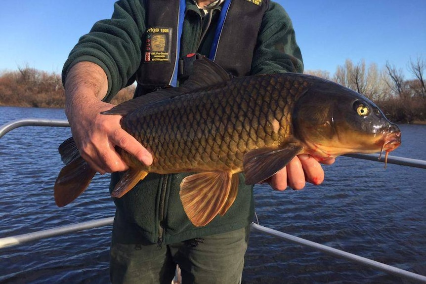 fishman holding a carp he's caught