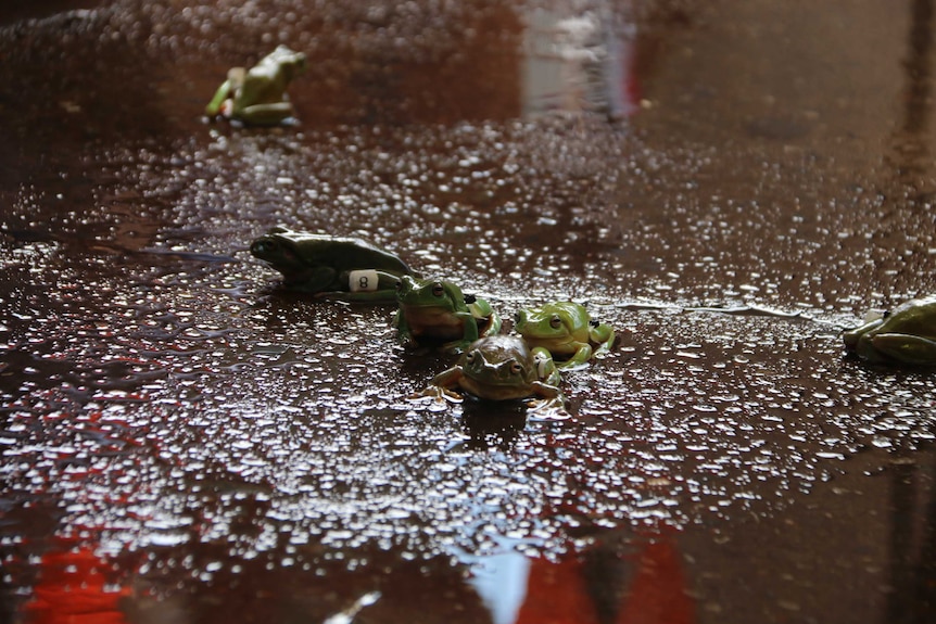 Four frogs with numbers taped to their legs near each other on wet ground and two other frogs nearby