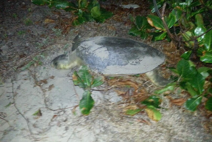 Flatback turtle on the beach at night with some vegetation behind
