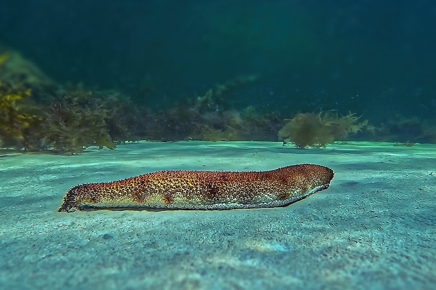 A sea cucumber on the sea floor.