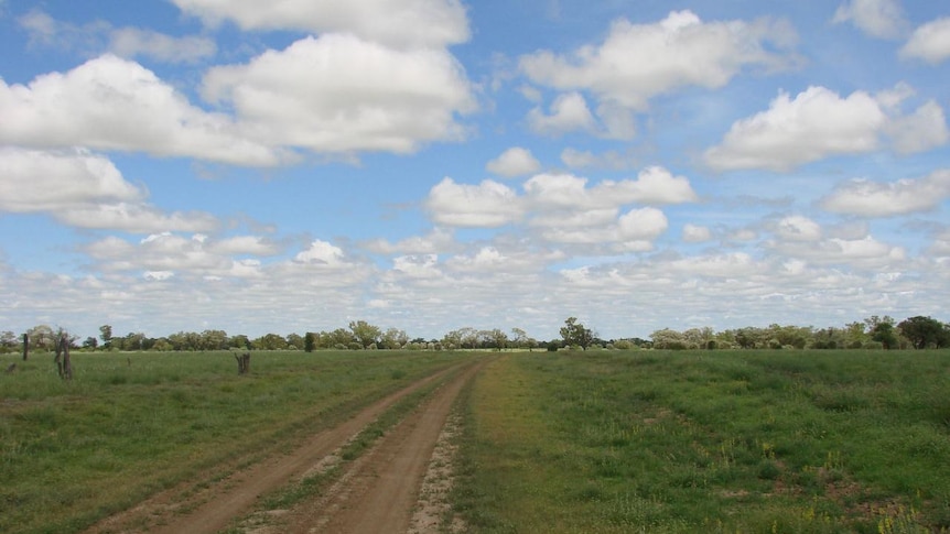 Green grass now lines the road of the long paddock after years of tough seasons.