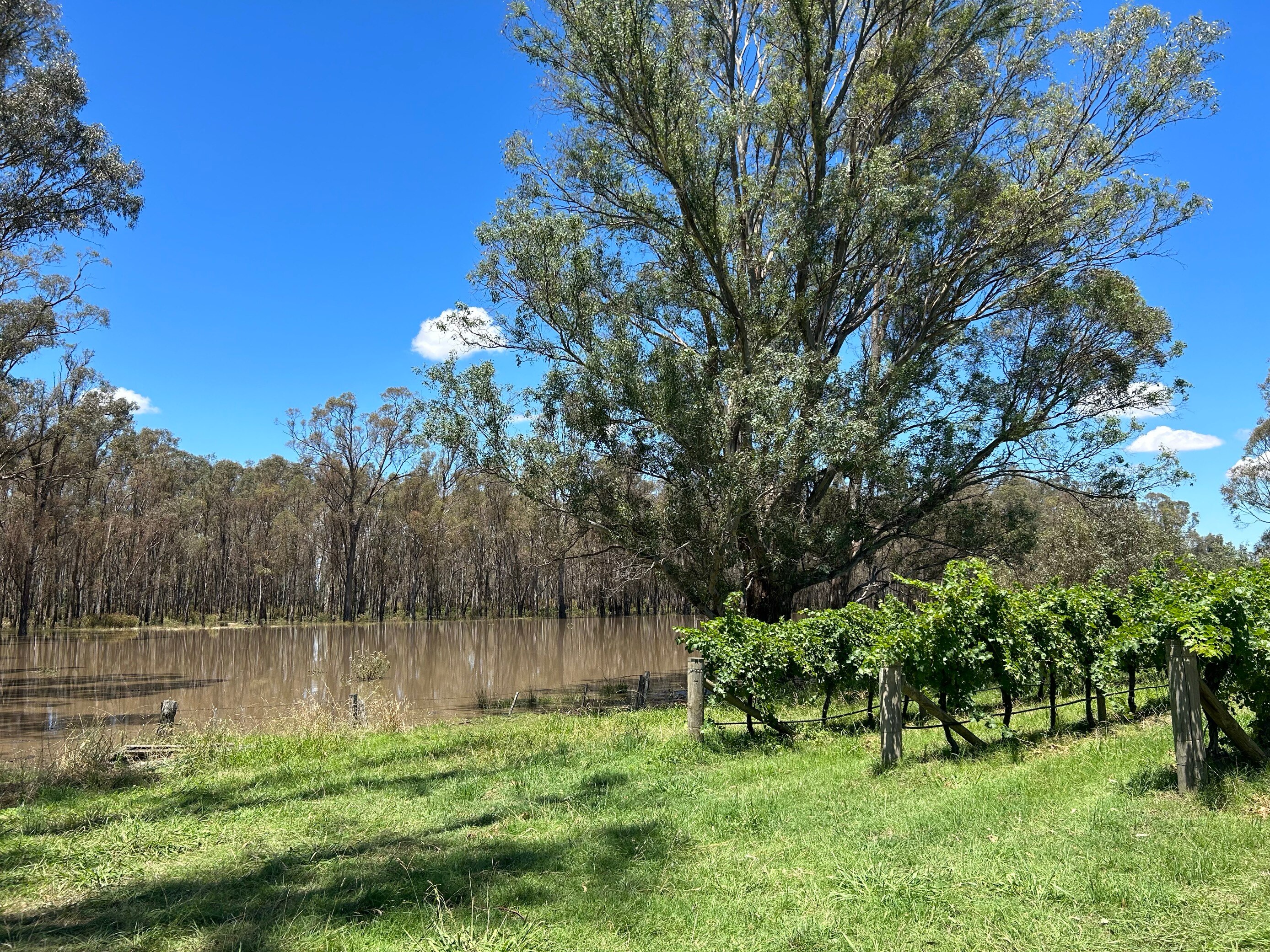 A vineyard next to a flooded river