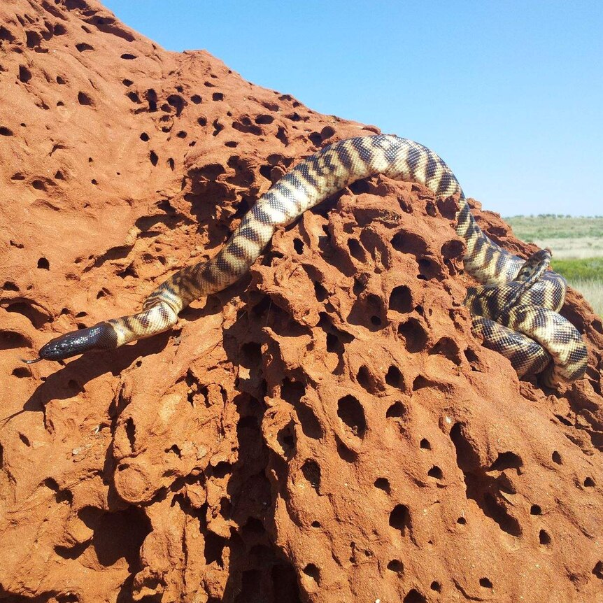 A python with a black head and black bands slithers across a termite mound in WA.