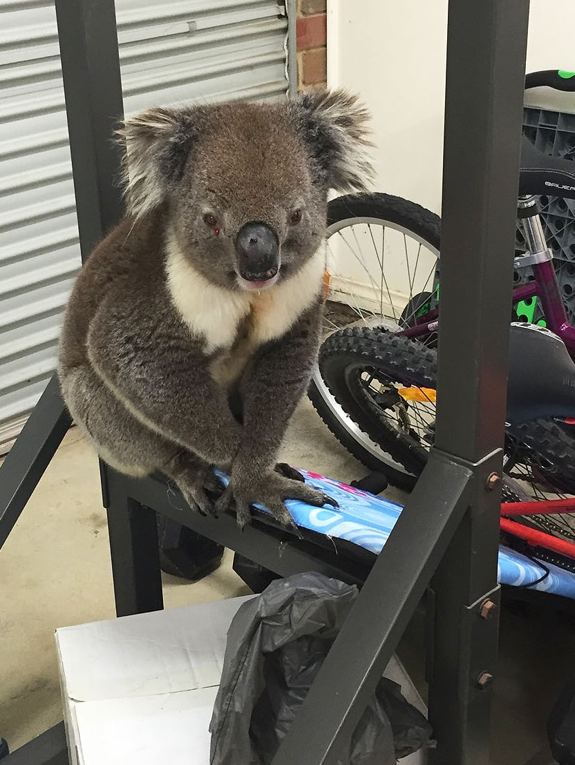 Koala escapes car grille