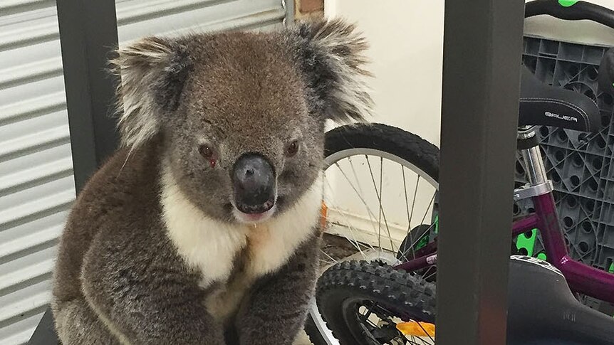 Koala escapes car grille