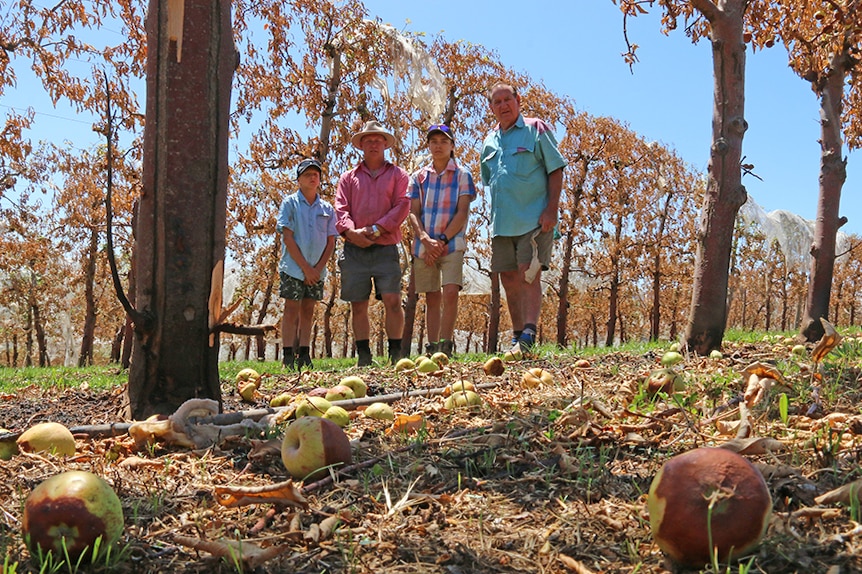 Two men and two boys stand in a burnt apple orchard with apples on the ground.