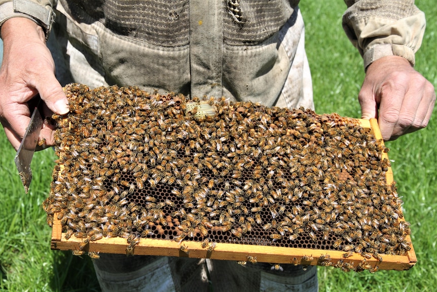 A close up of bees from a hive on a honey frame.