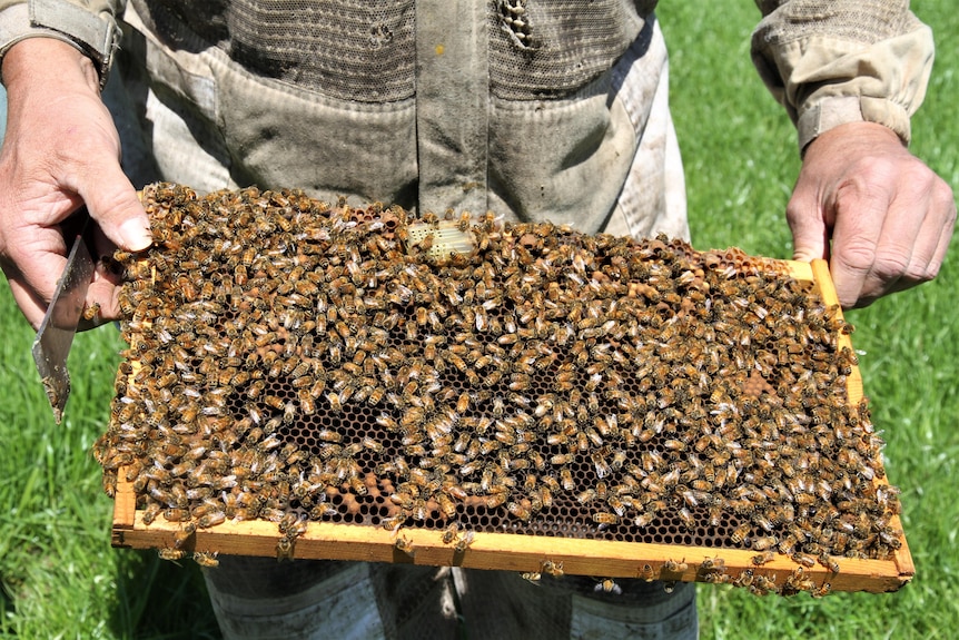 A close up of bees from a hive 