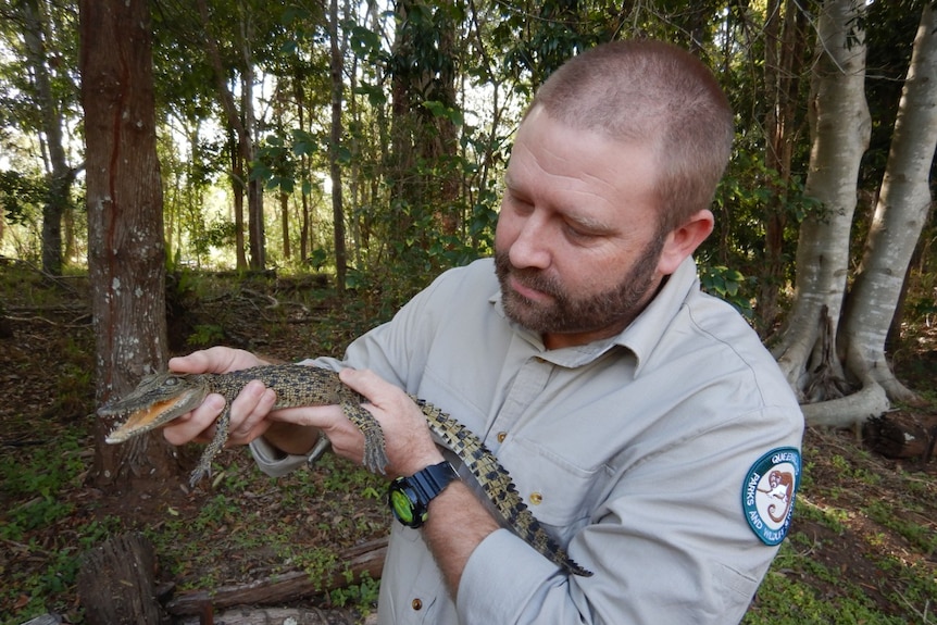 A wildlife officer holds a baby crocodile up.