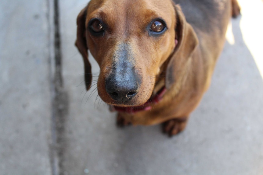 A sausage dog looks into the camera