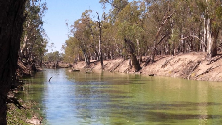 Blue green algae in the Neimur River near Moulamein