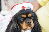 a therapy dog at Blacktown Hospital