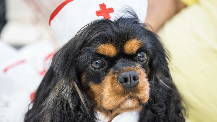 A small dog with floppy ears is wearing a nurses hat with a red cross on it.