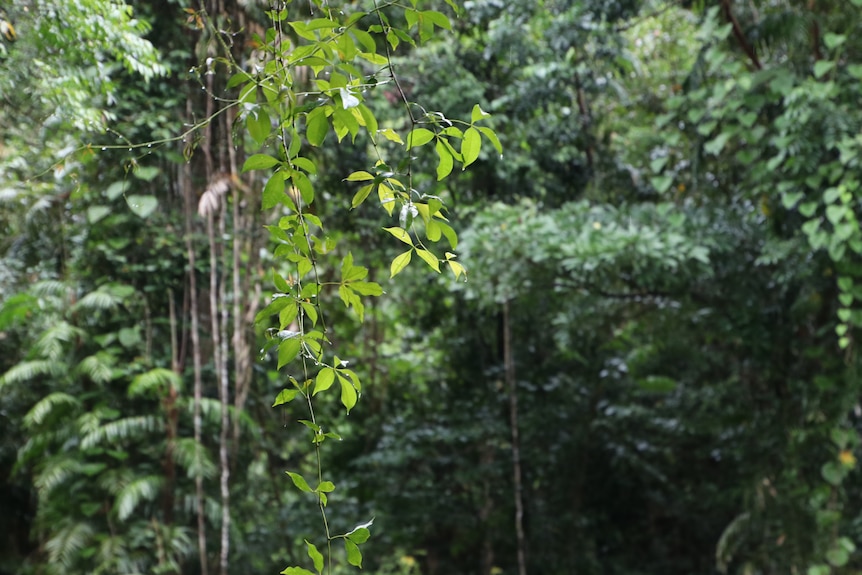Vines hang in a dense rainforest setting