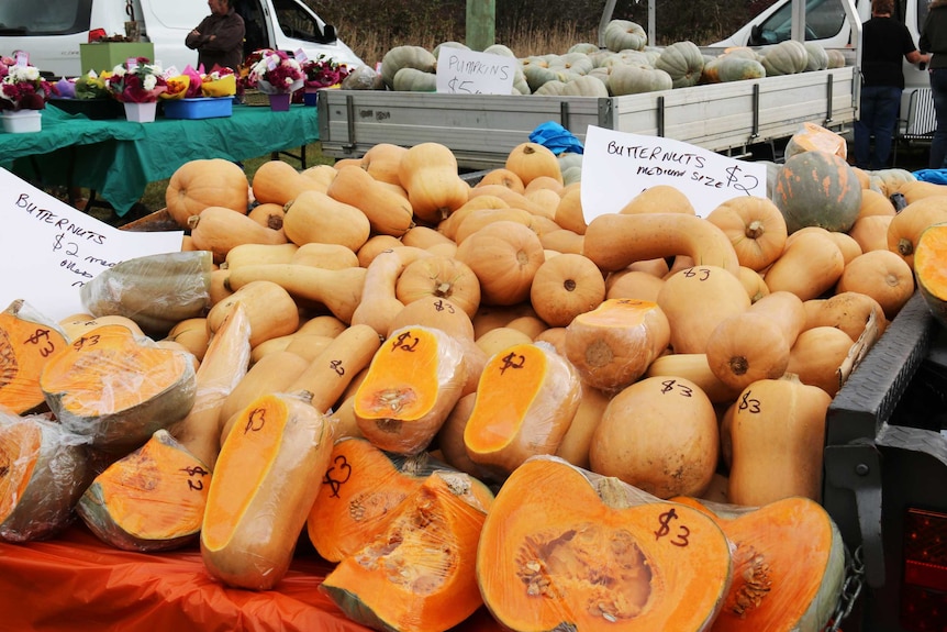 Pumpkins for sale at Collector for the annual pumpkin festival.