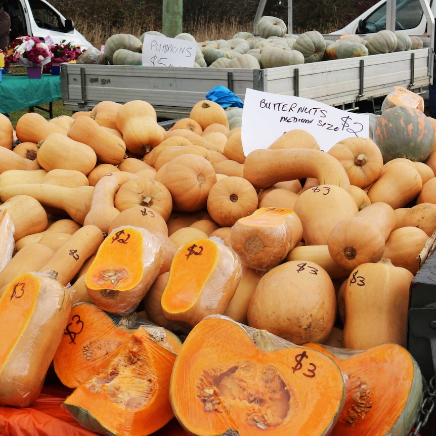 Pumpkins for sale at Collector for the annual pumpkin festival.