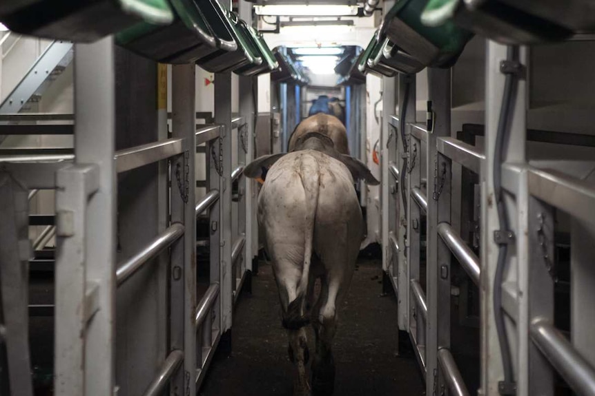 Cattle being loaded onto a live export ship.