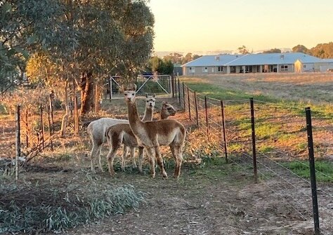 Three alpacas standing in a paddock.