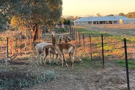 Three alpacas standing in a paddock.