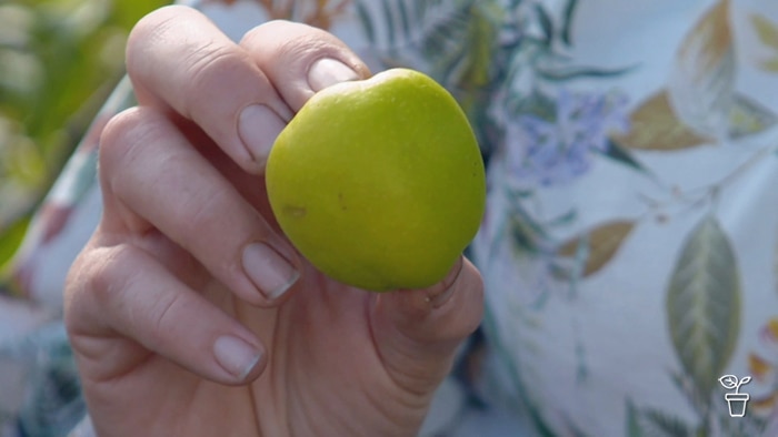 Hand holding a green-coloured quince fruit